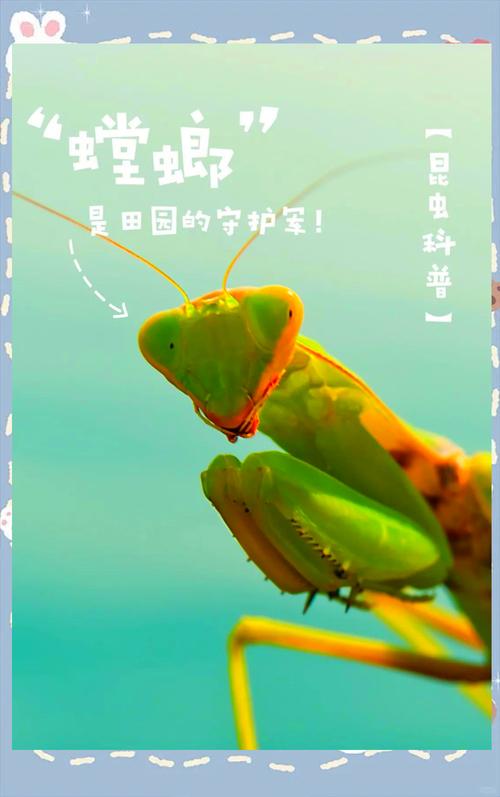 螂的诱惑,解锁白龙螳的终极秘籍