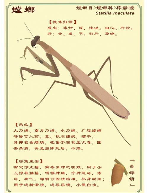 螂的诱惑,解锁白龙螳的终极秘籍