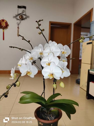 QQ飞车新宠物超能大白获取攻略及趣味玩法介绍